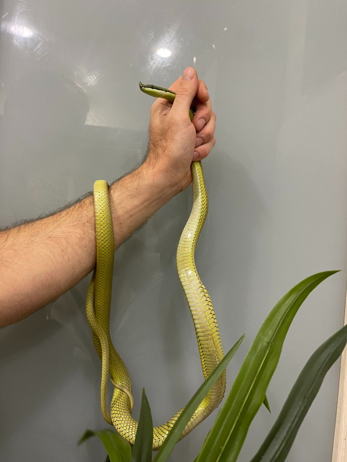 Длинноносый филодриас, зелена змія з цікавим носиком