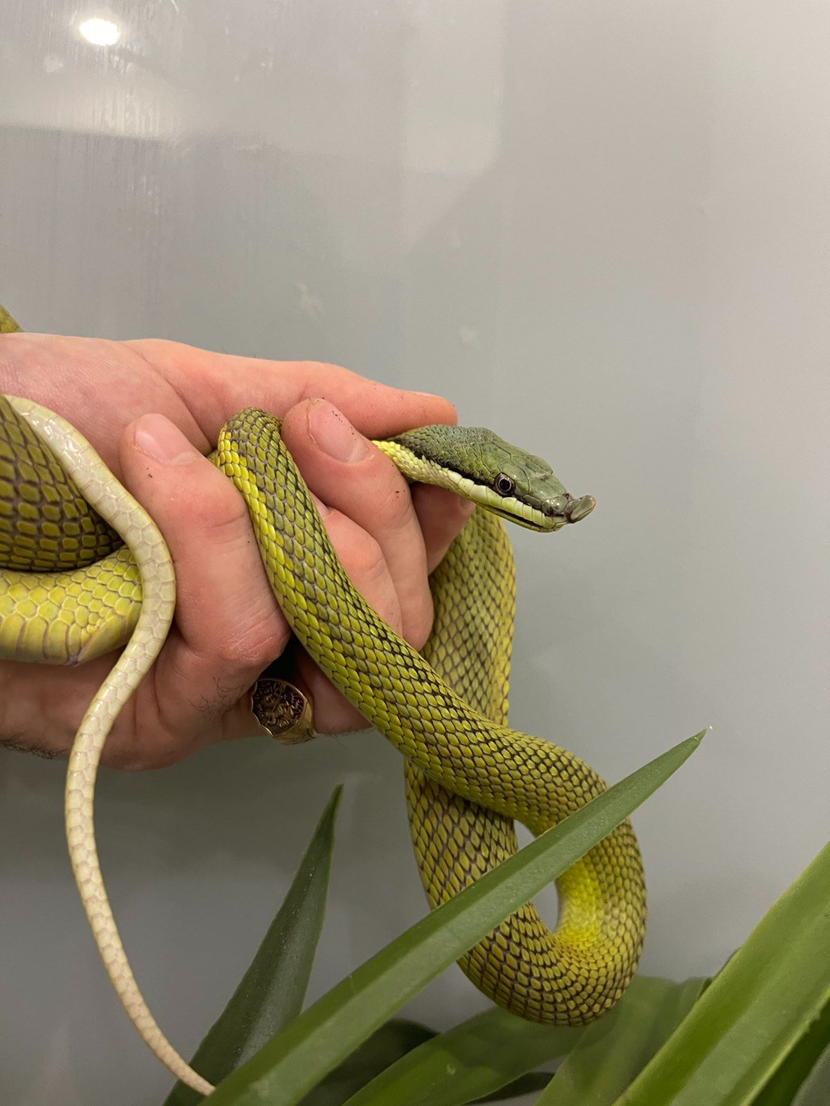 Длинноносый филодриас, зелена змія з цікавим носиком