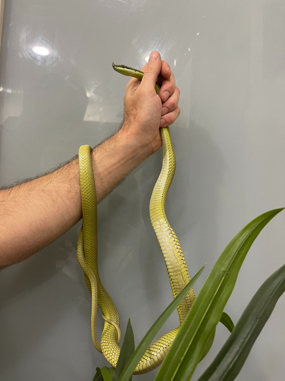 Длинноносый филодриас, зелена змія з цікавим носиком