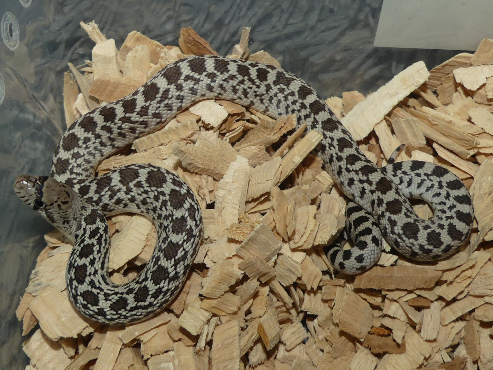 Бичача змія (Pituophis catenifer sayi)