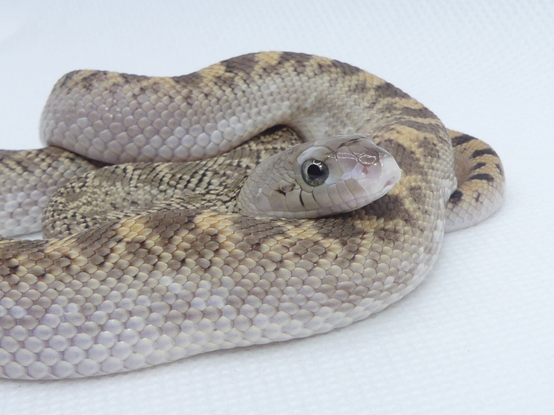 Бичача змія (Pituophis catenifer sayi)