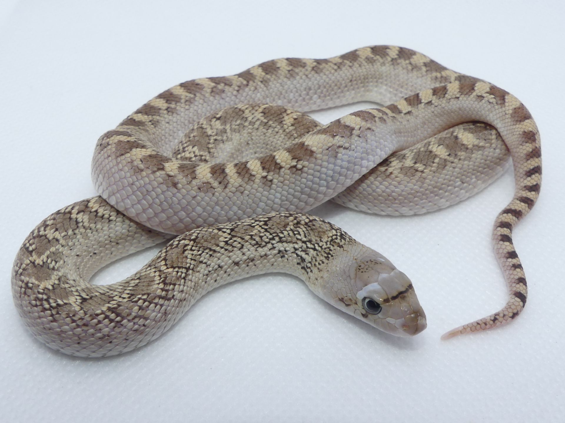 Бичача змія (Pituophis catenifer sayi)