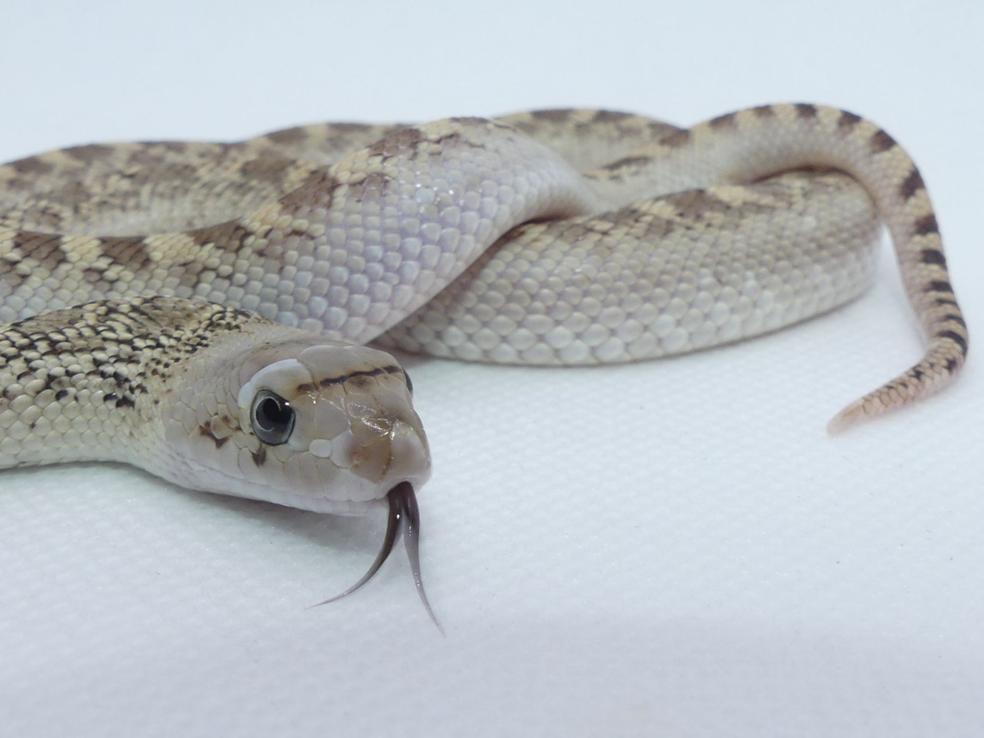 Бичача змія (Pituophis catenifer sayi)