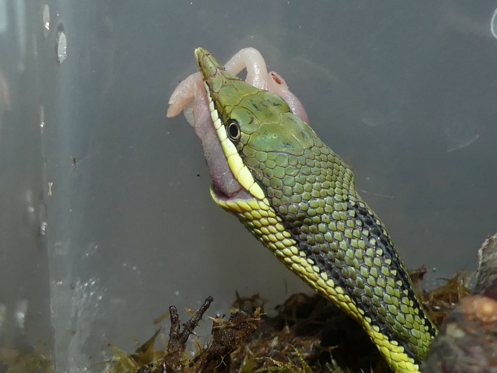 Зелений полоз Бароні (Philodryas baroni)