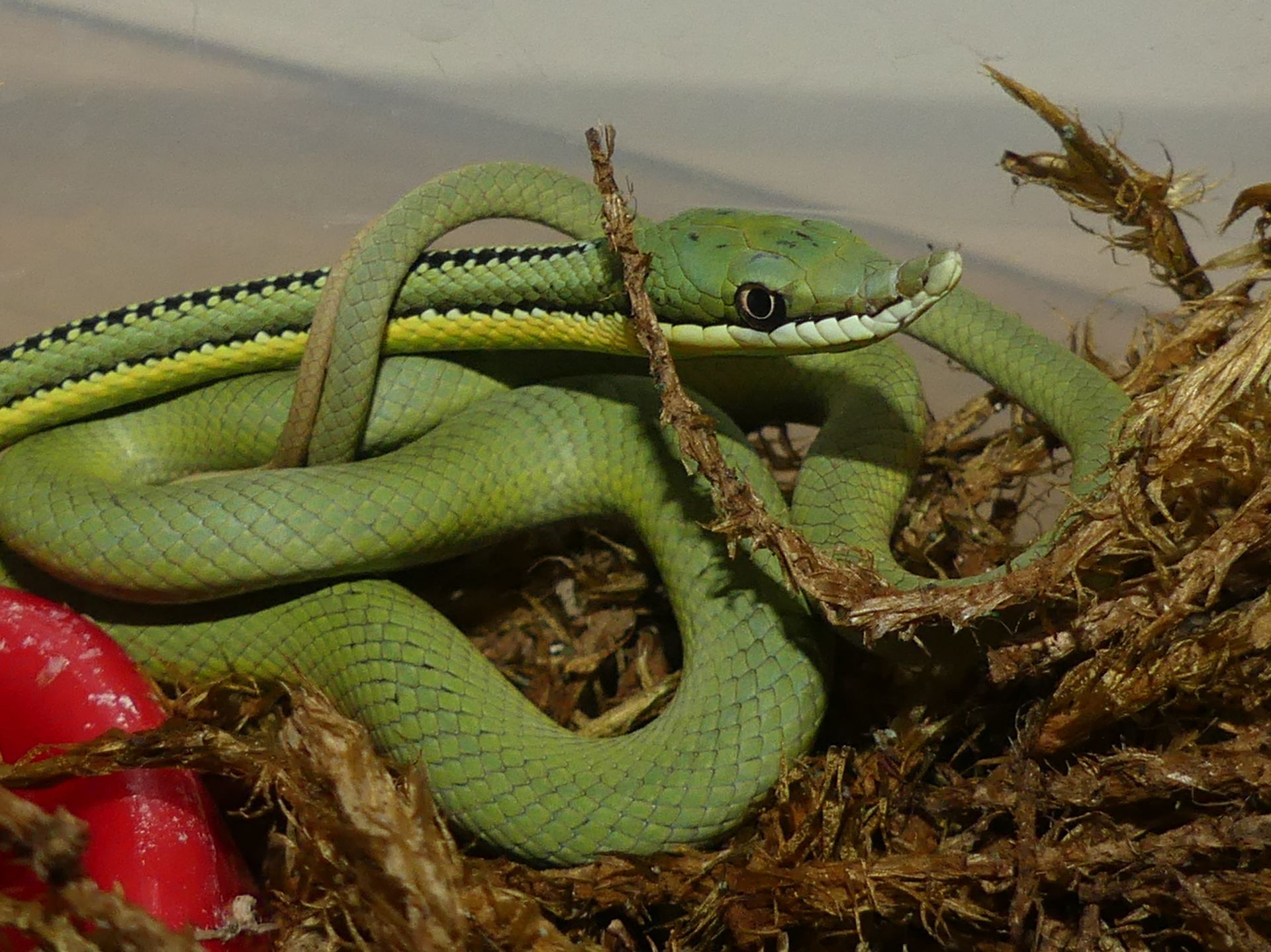 Зелений полоз Бароні (Philodryas baroni)
