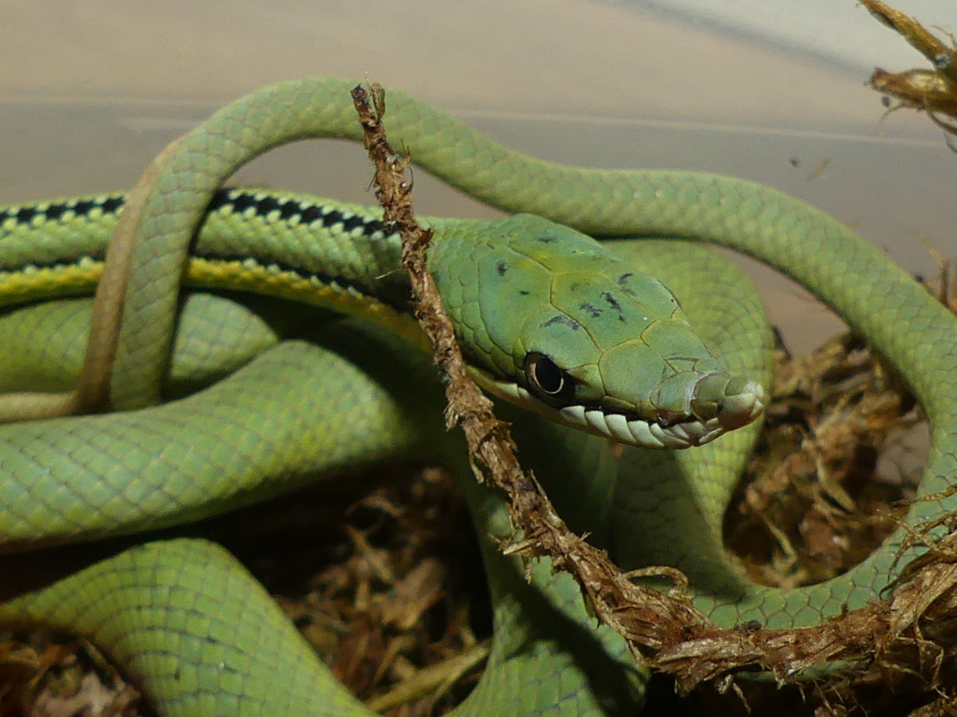 Зелений полоз Бароні (Philodryas baroni)