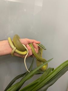 Длинноносый филодриас, зелена змія з цікавим носиком