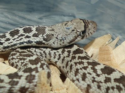 Бичача змія (Pituophis catenifer sayi)