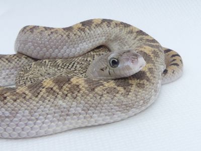 Бичача змія (Pituophis catenifer sayi)