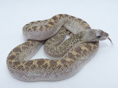 Бичача змія (Pituophis catenifer sayi)