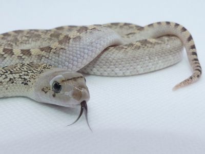 Бичача змія (Pituophis catenifer sayi)