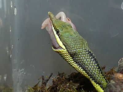 Зелений полоз Бароні (Philodryas baroni)