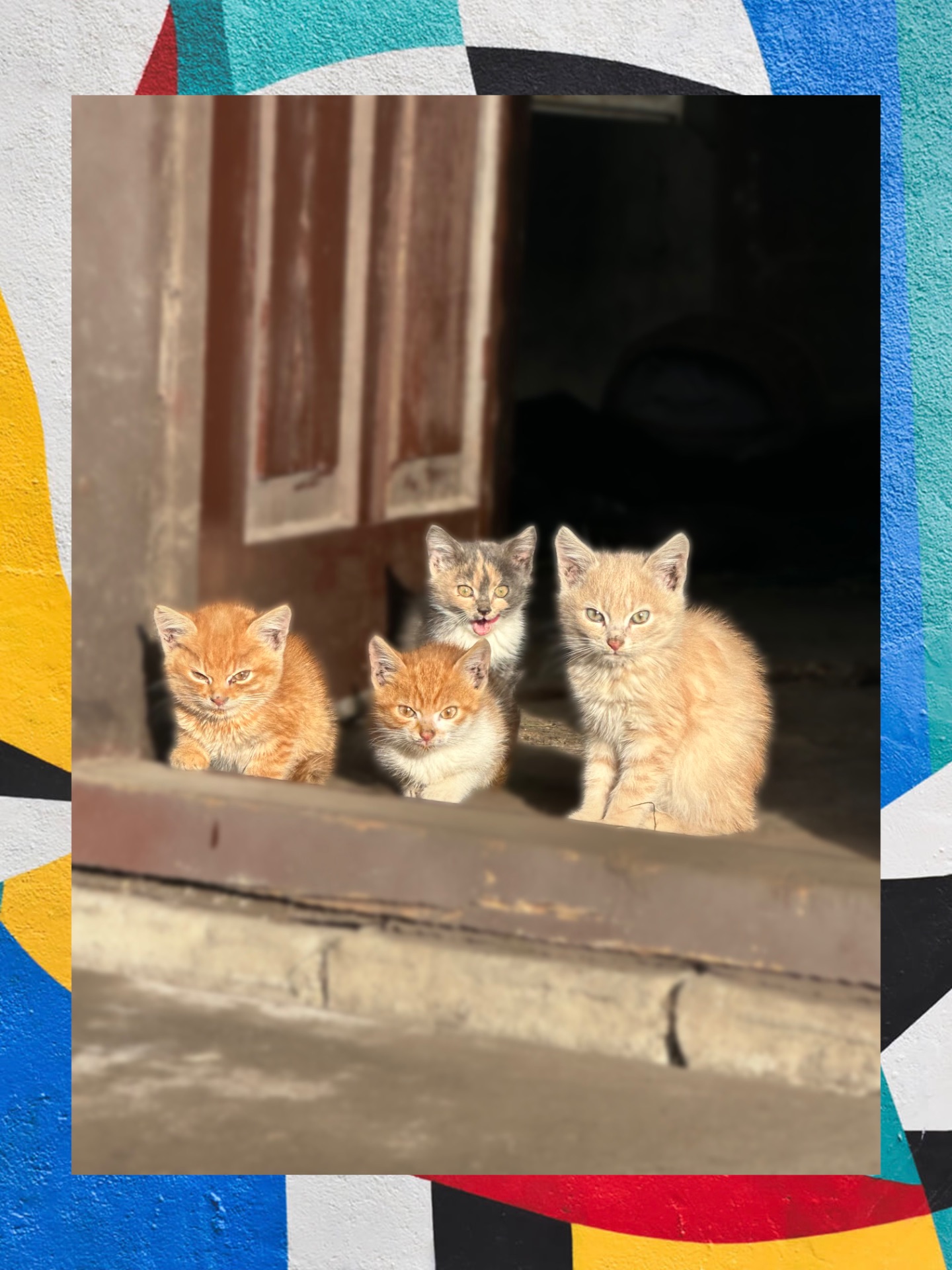 Віддаємо котинят в добрі руки