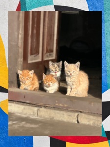 Віддаємо котинят в добрі руки