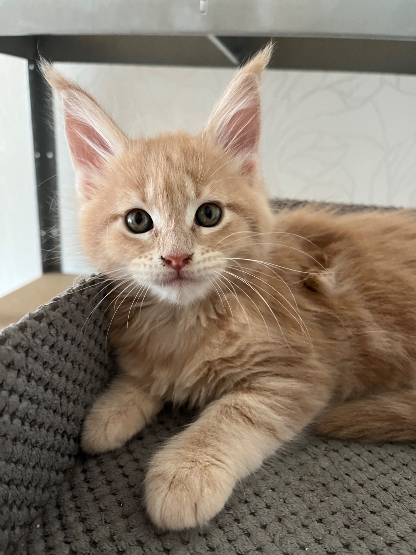 Кошеня Мейн-кун дівчинка