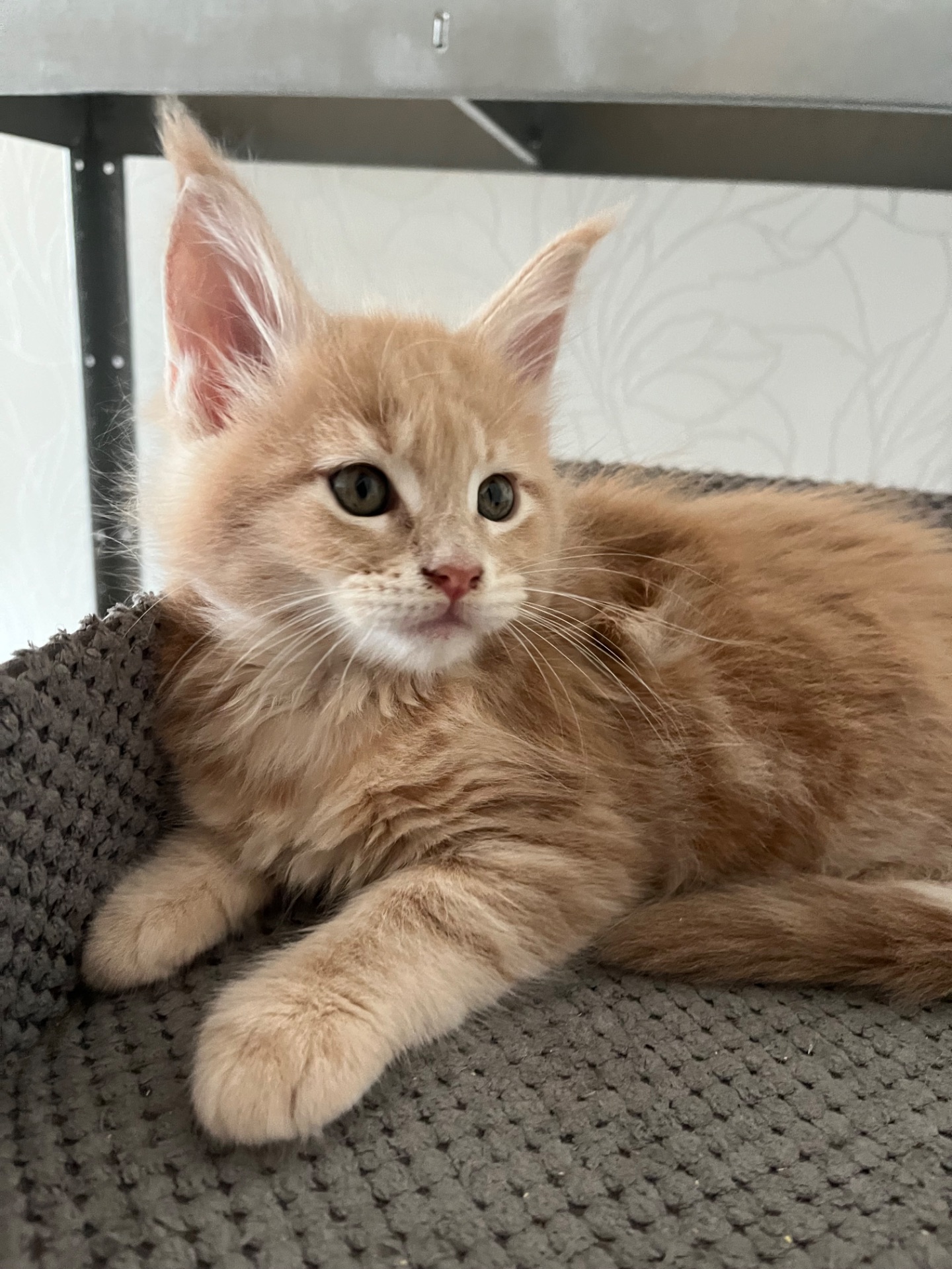 Кошеня Мейн-кун дівчинка