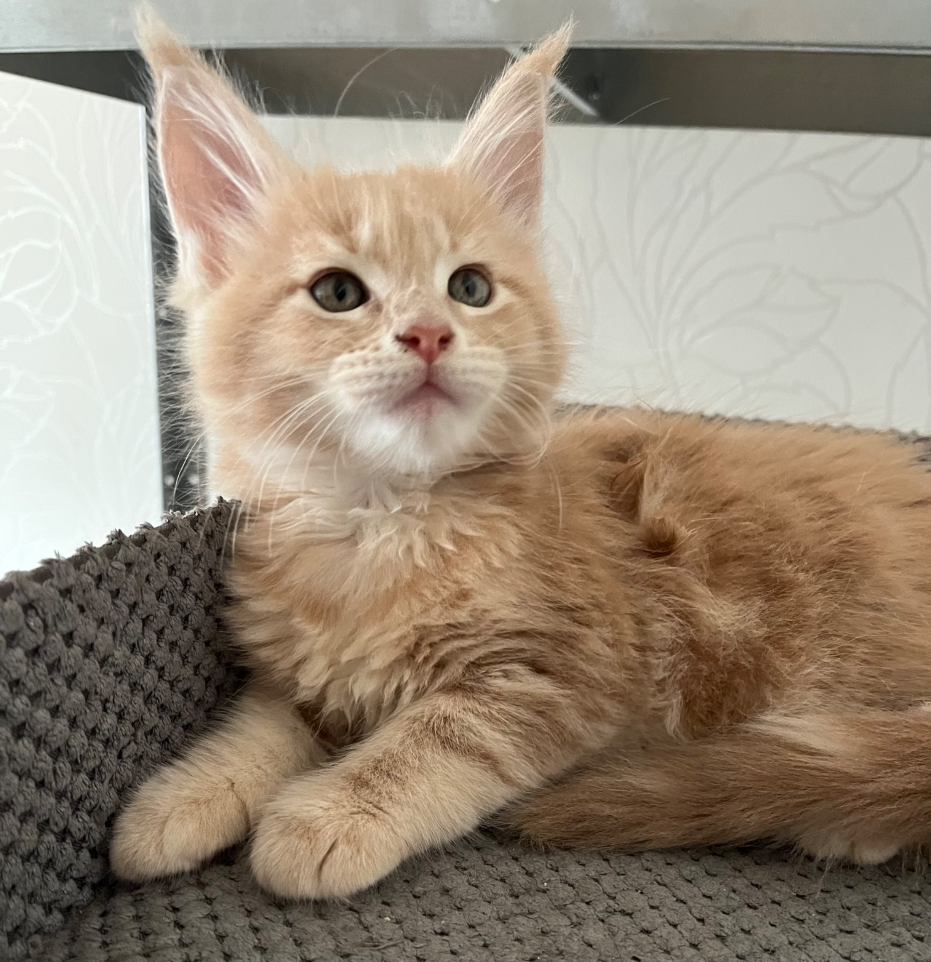 Кошеня Мейн-кун дівчинка