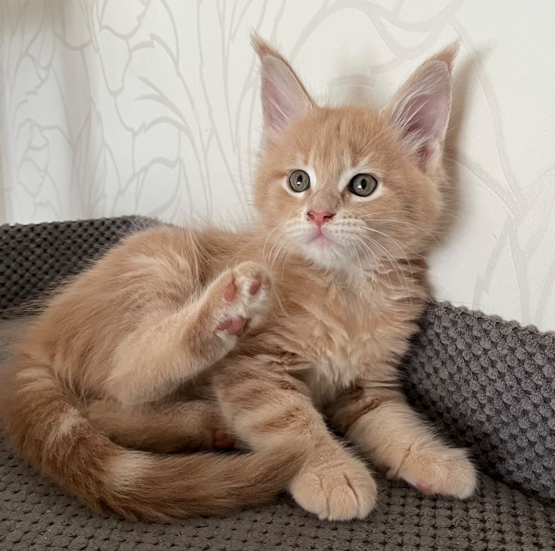 Кошеня Мейн-кун дівчинка