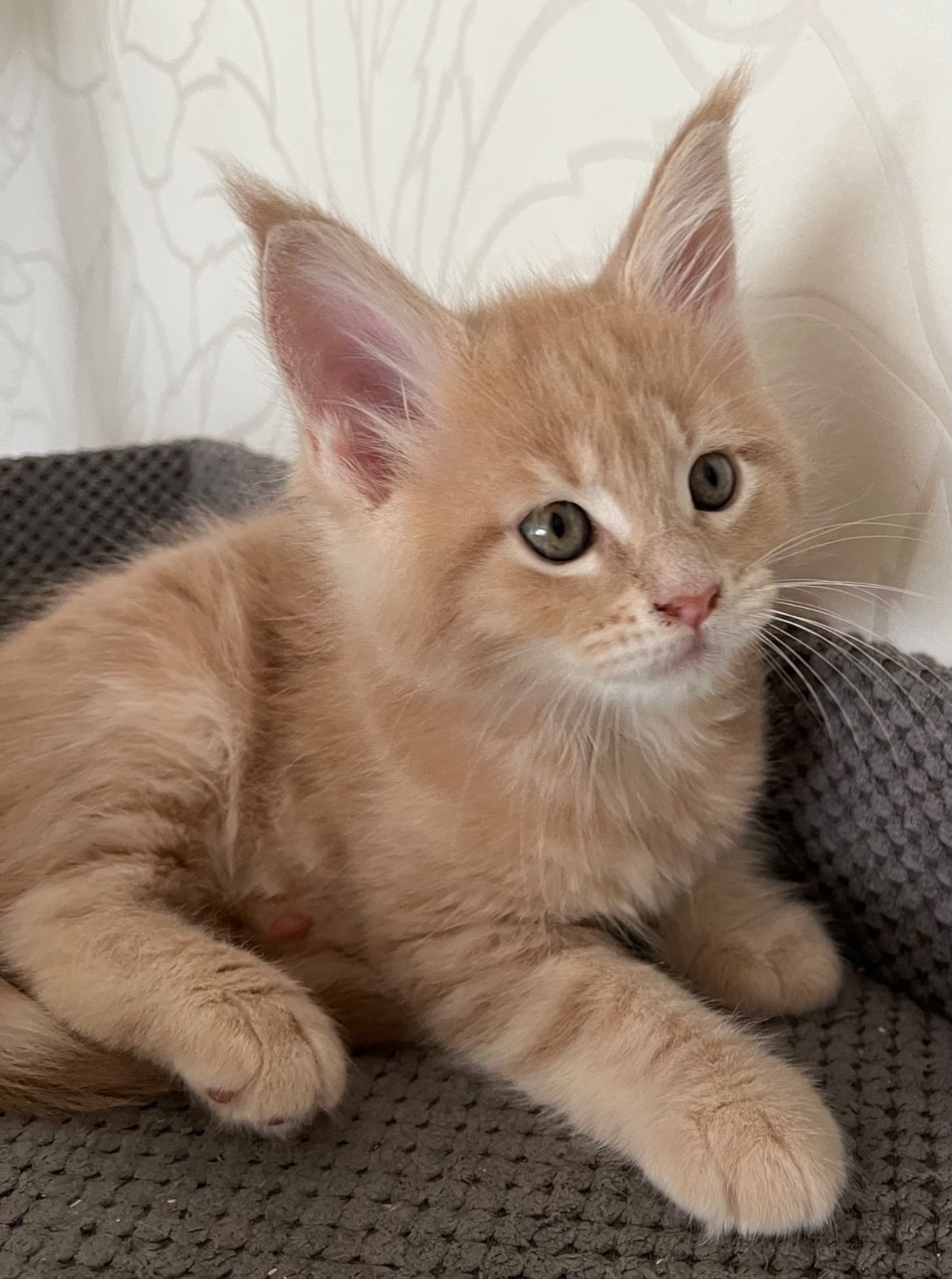 Кошеня Мейн-кун дівчинка