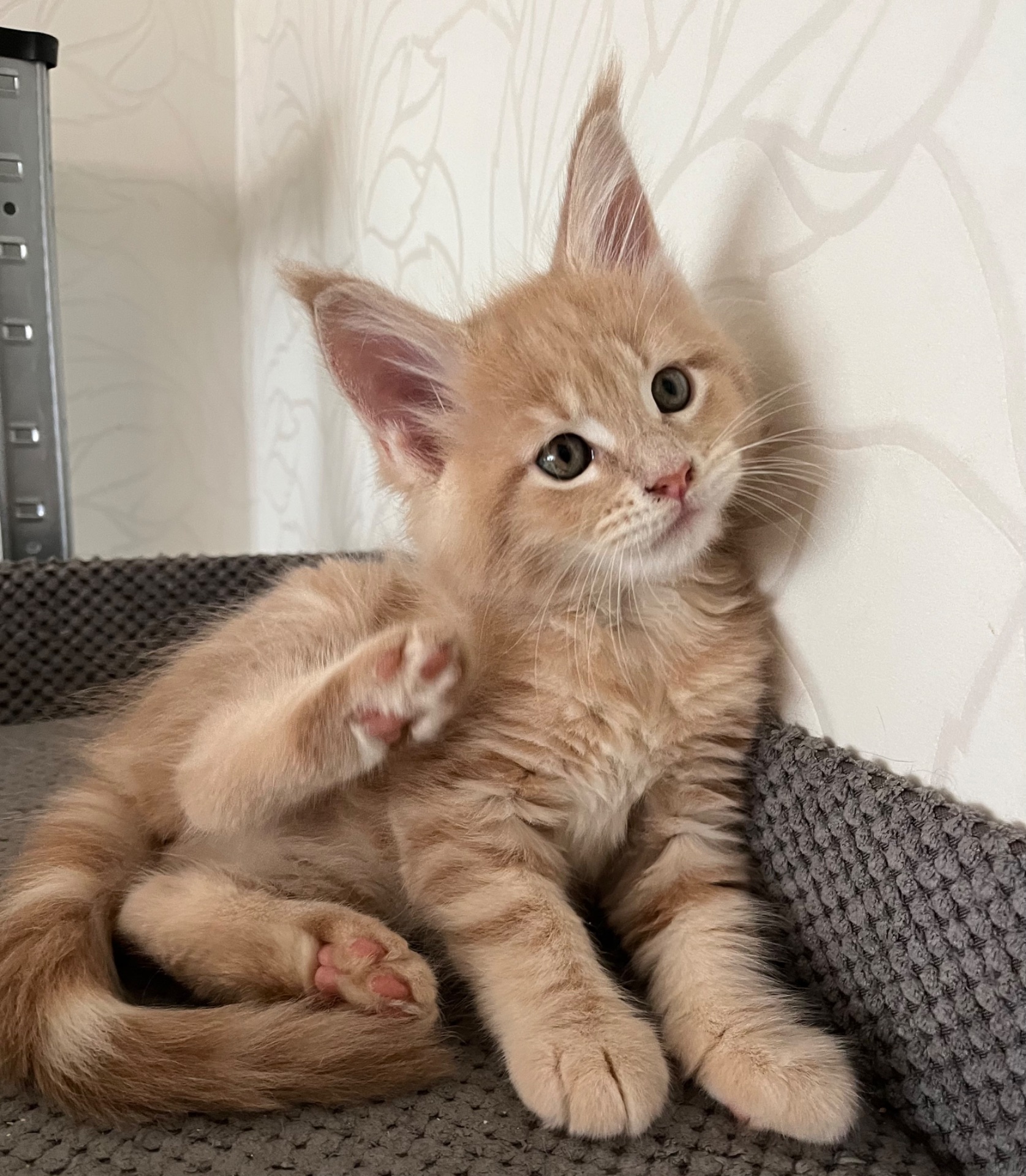 Кошеня Мейн-кун дівчинка