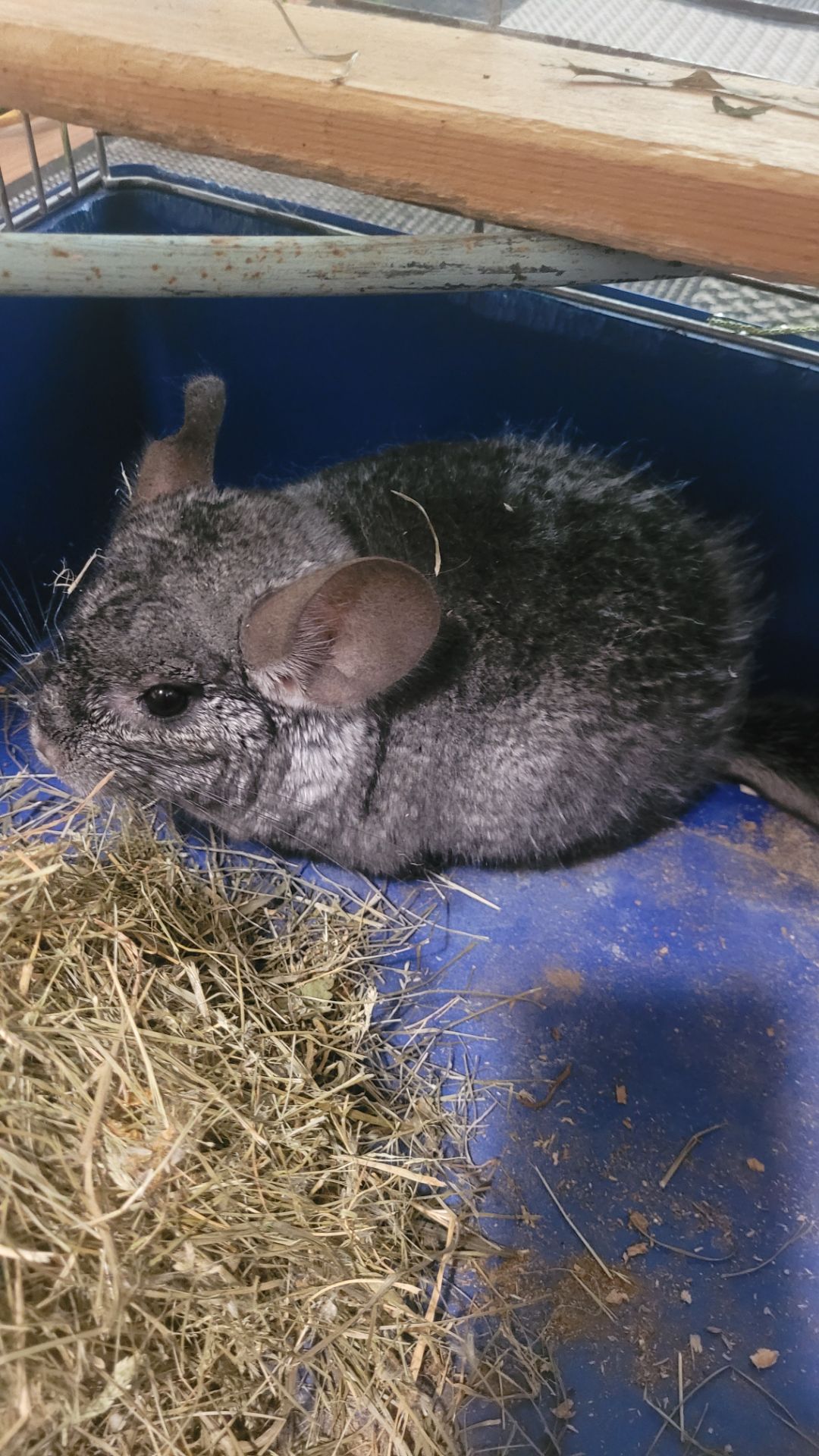 Хлопчик