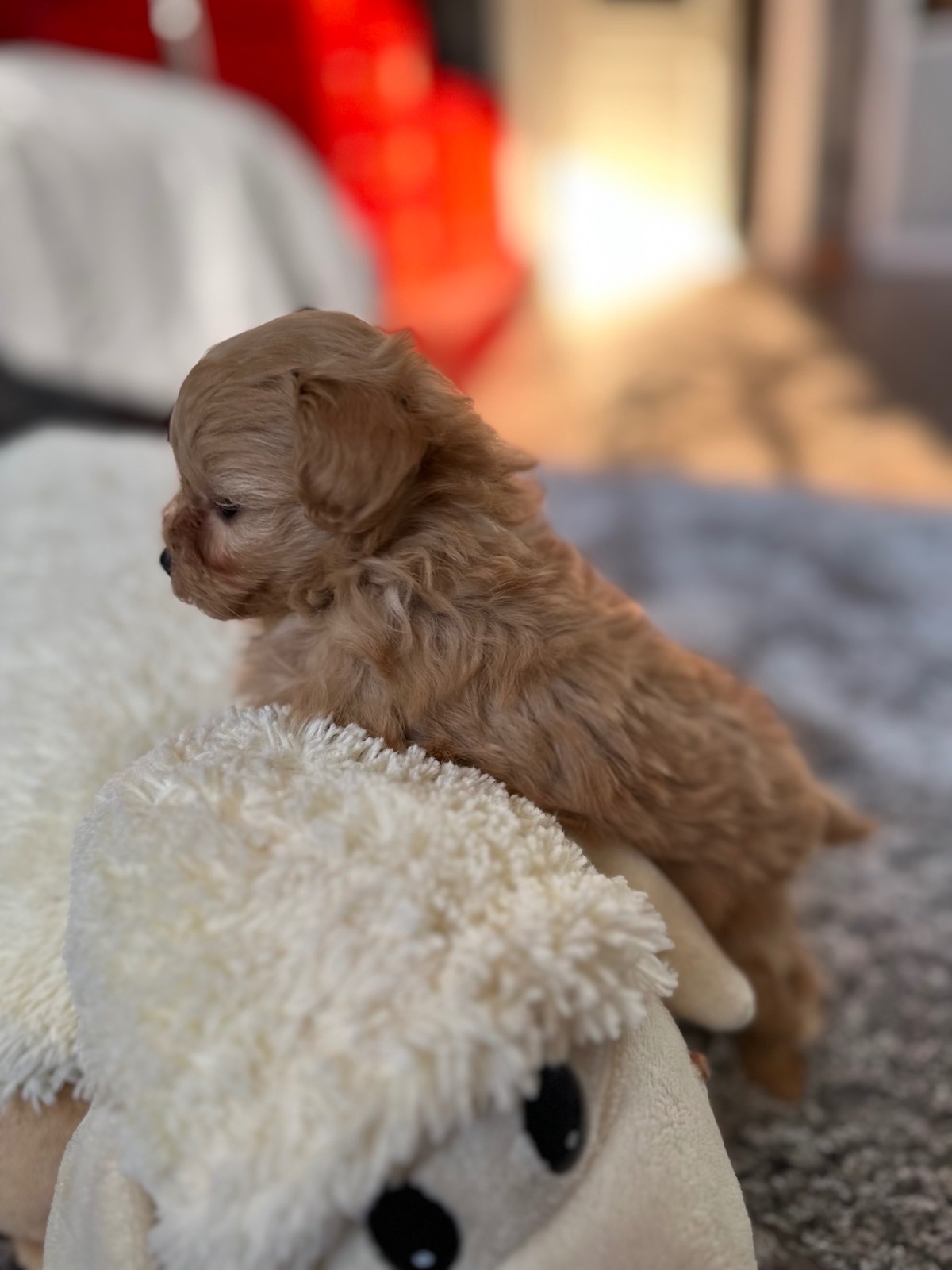 ДВЕ НЕВЕРОЯТНЫЕ ДЕВОЧКИ В ЛУЧШИЕ РУЧКИ