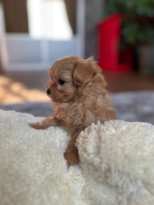 ДВЕ ЧУДЕСНЫЕ ДЕВОЧКИ В ЛУЧШИЕ РУЧКИ