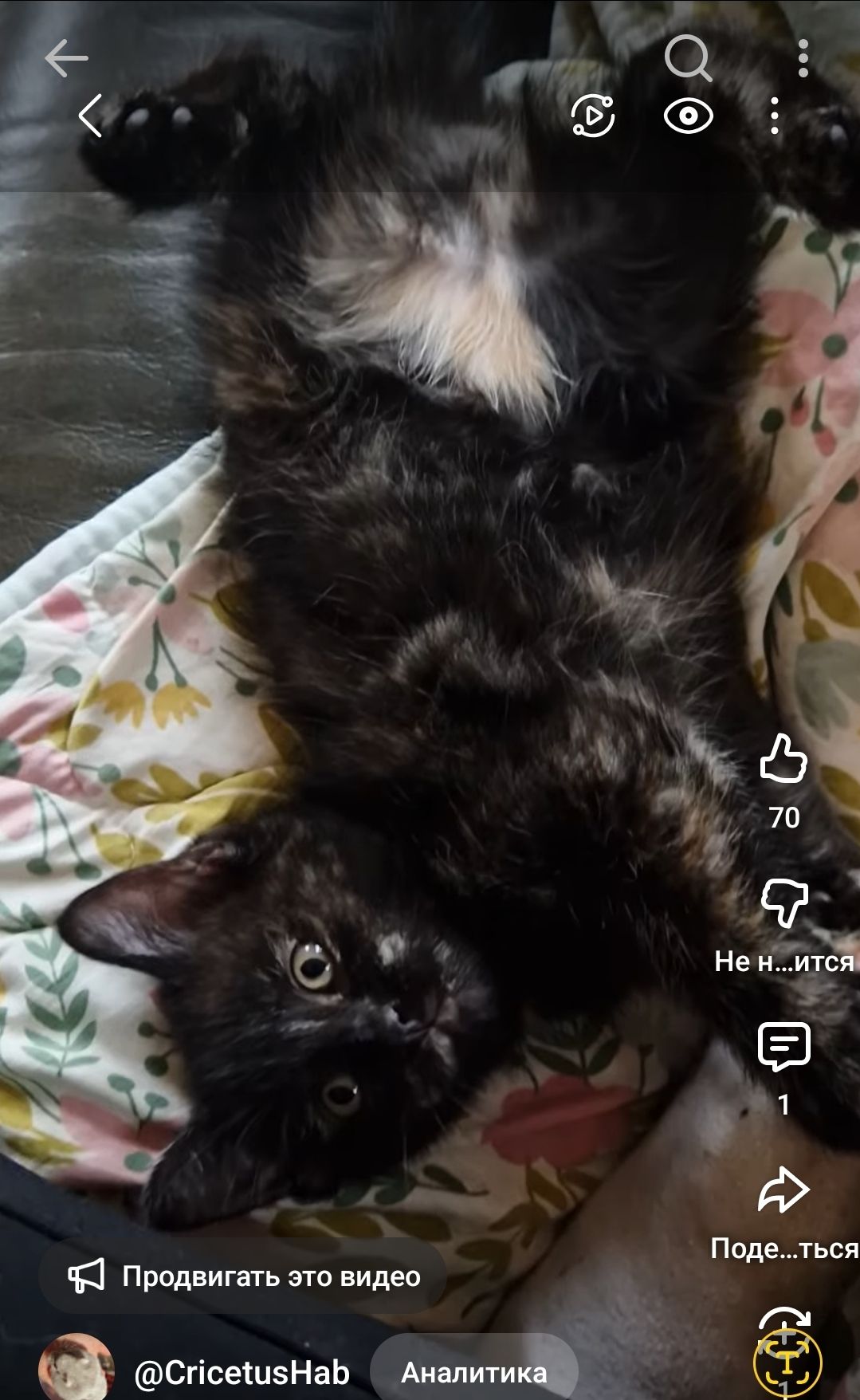 КотоПринцеса кольору шоколаду та кави з молоком