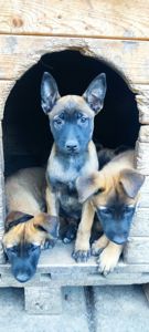 Цуценята бельгійської вівчарки (малінуа)