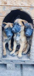 Цуценята бельгійської вівчарки (малінуа)