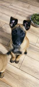 Цуценята бельгійської вівчарки (малінуа)