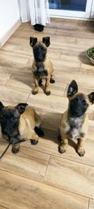 Цуценята бельгійської вівчарки (малінуа)