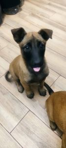 Цуценята бельгійської вівчарки (малінуа)