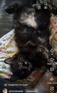 КотоПринцеса кольору шоколаду та кави з молоком