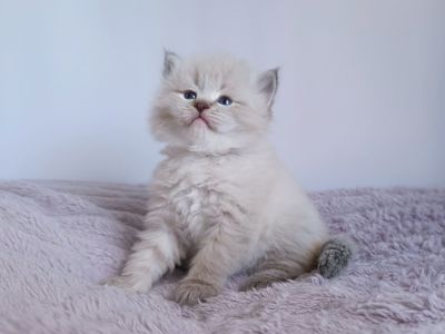 Шикарний клубний невський маскарадний хлопчик Byron