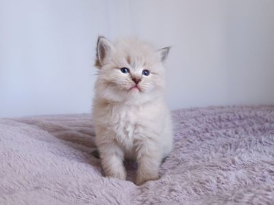 Шикарний клубний невський маскарадний хлопчик Byron