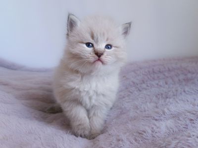 Шикарний клубний невський маскарадний хлопчик Byron