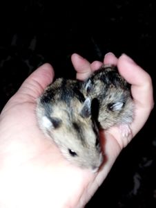 Джунгарский хомяк (детки)