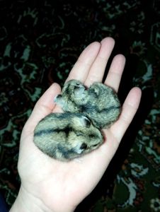 Джунгарский хомяк (детки)