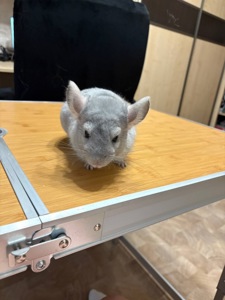 Продам шиншиллу блакитний діамант