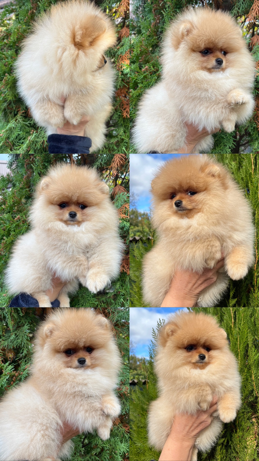 Цуценята померанського шпіца