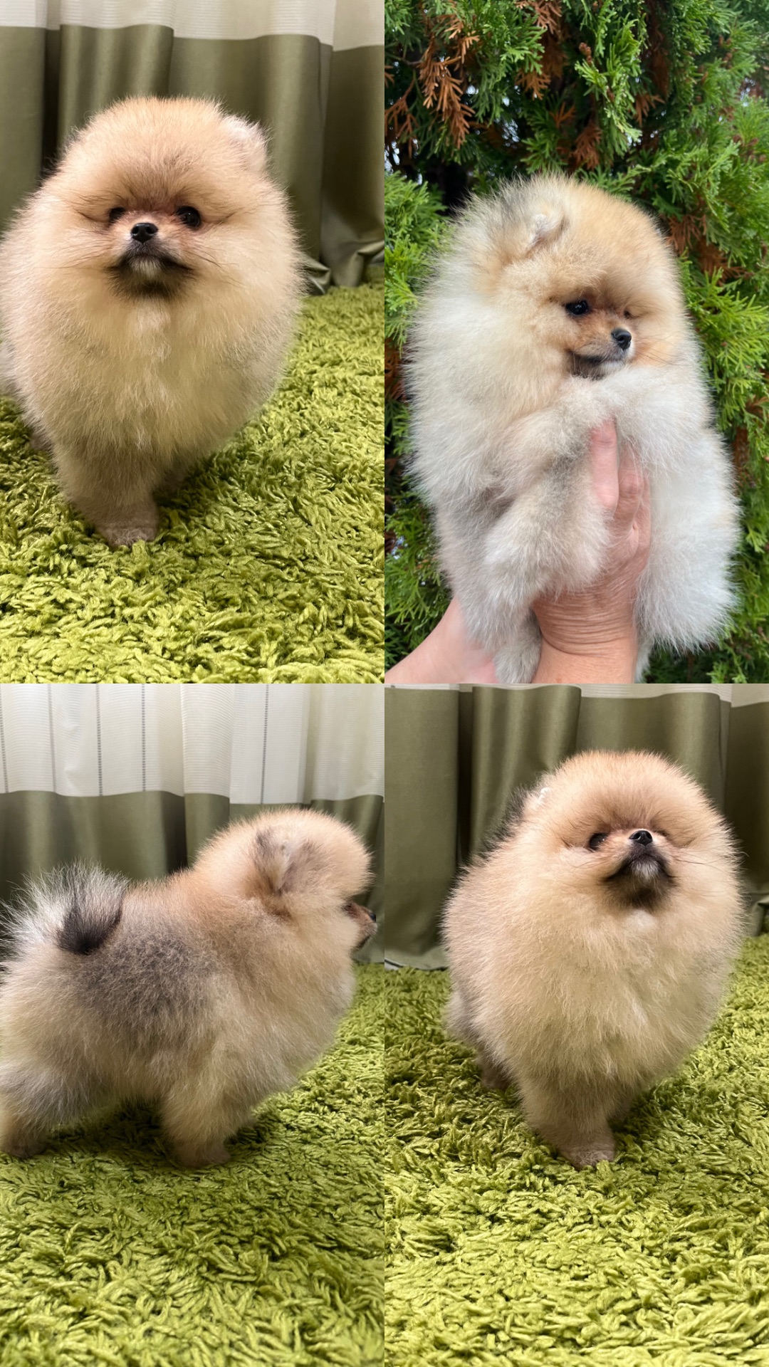 Цуценята померанського шпіца