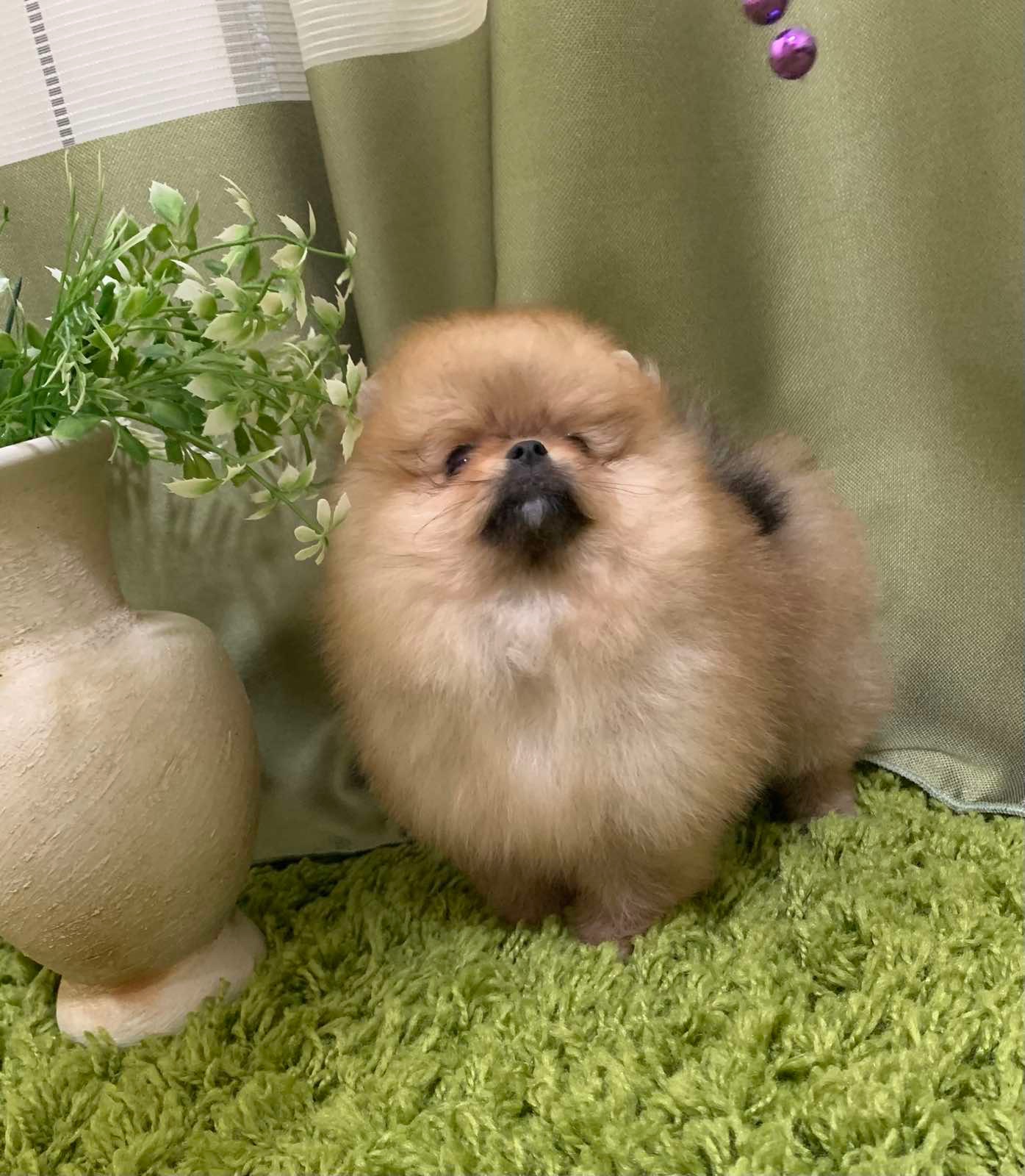 Цуценята померанського шпіца