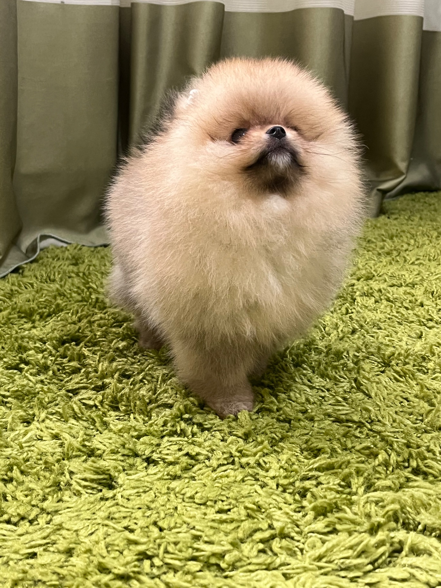 Цуценята померанського шпіца