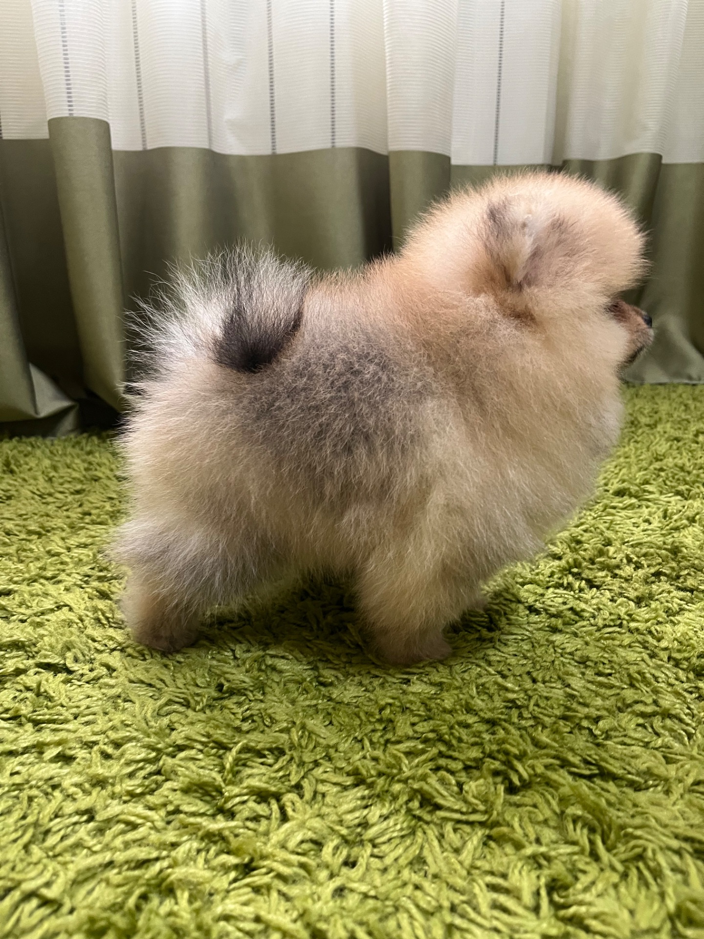 Цуценята померанського шпіца