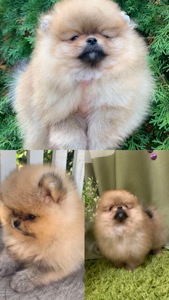 Цуценята померанського шпіца