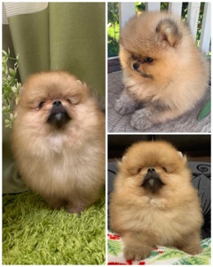 Цуценята померанського шпіца