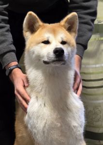 КОБЕЛЬ Акіта іну