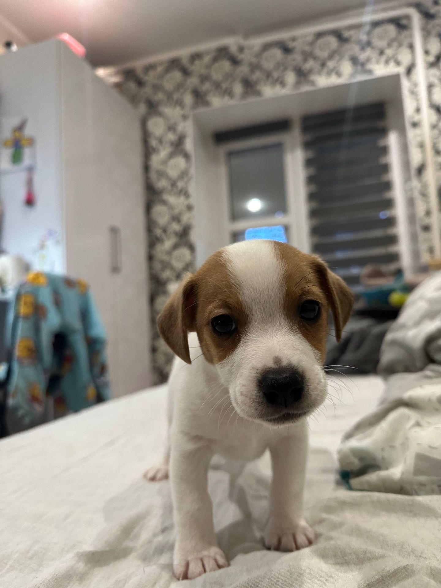 Цуцинята Джек рассел тер'єр. Є хлопчики і дівчата