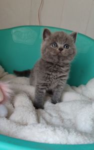 Шотландські прямовухі кошенята